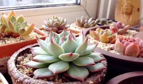 寒潮来袭，阳台养的多肉出现“这3级”冻伤，别扔掉还有救！