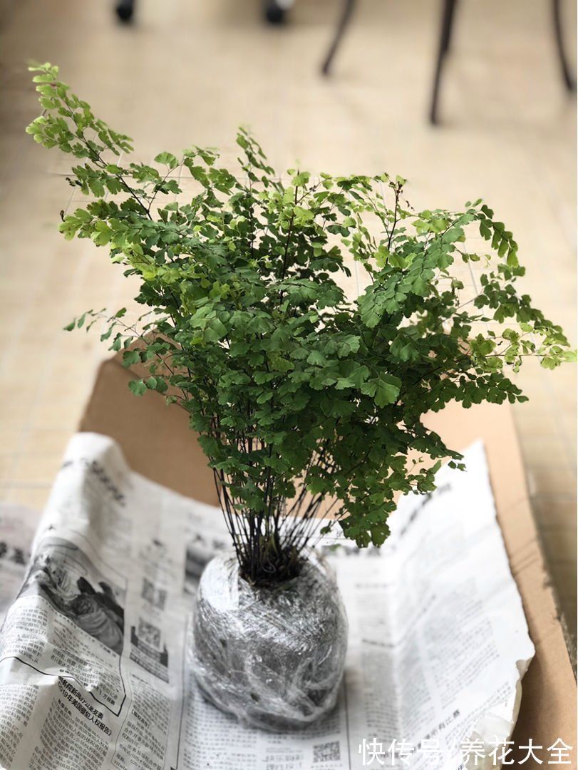 30种观叶植物,能观赏也净化空气,总有一种你养过