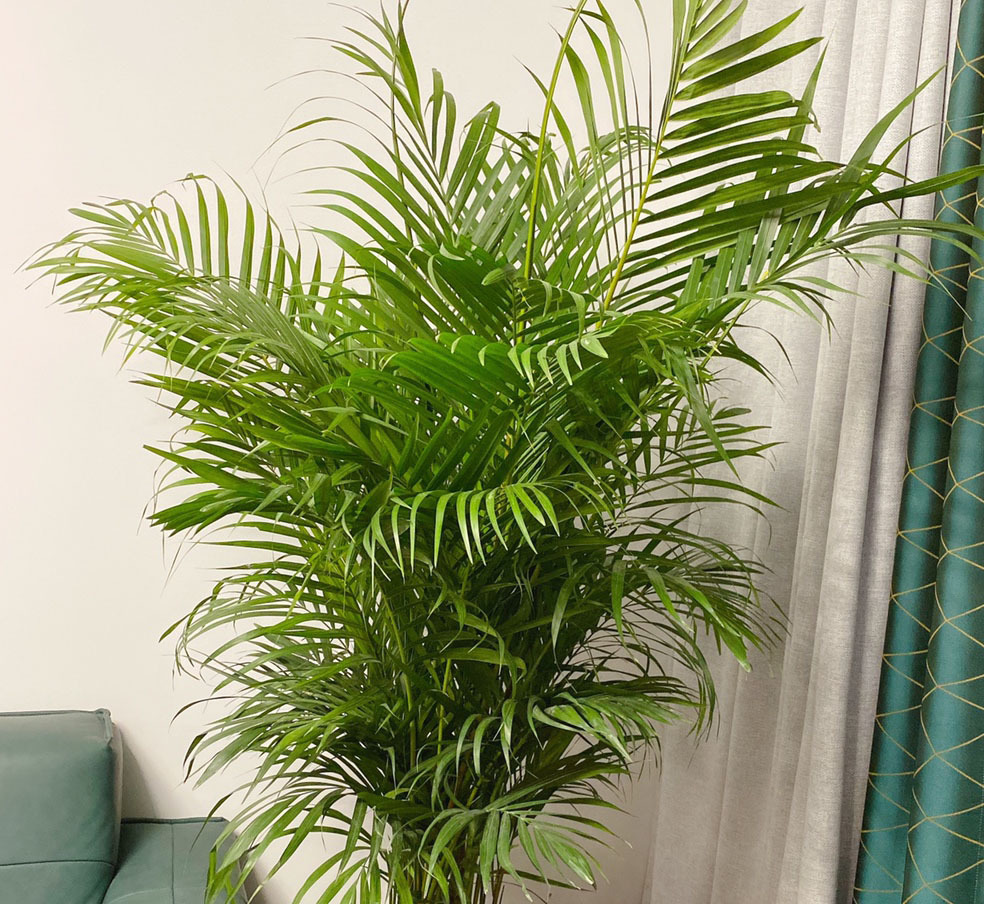 植株|客厅养花别乱养,选5种花,好养好看,高端大气上档次