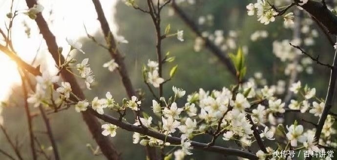 梨花淡白柳深青，柳絮飞时花满城。