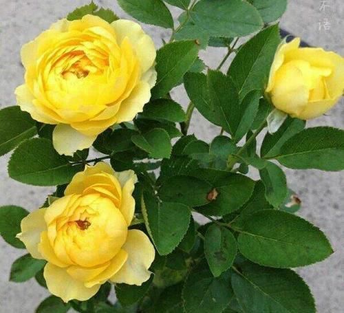 此花，耐晒又耐冻，养一棵四季有花赏，香味清新，值得拥有