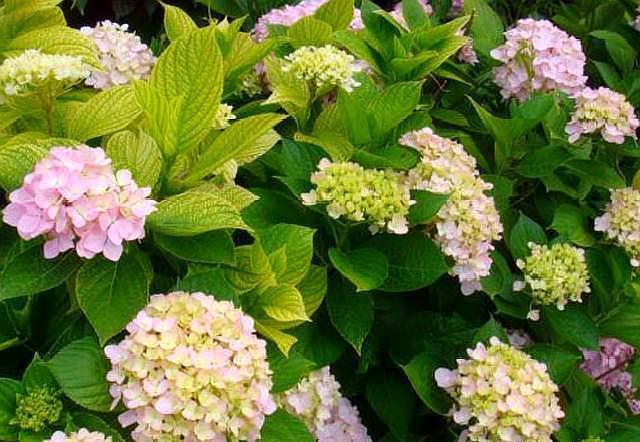 养绣球“修剪”要做对，花期必开花，花开几百朵，变成“大花球”