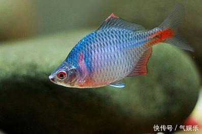 小河里常见这种漂亮小鱼，看了它的繁殖方式，不得不说它太聪明了