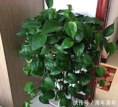 什么柳树皮,阿司匹林都不如“一种东西”,养花用一勺,养啥旺啥!