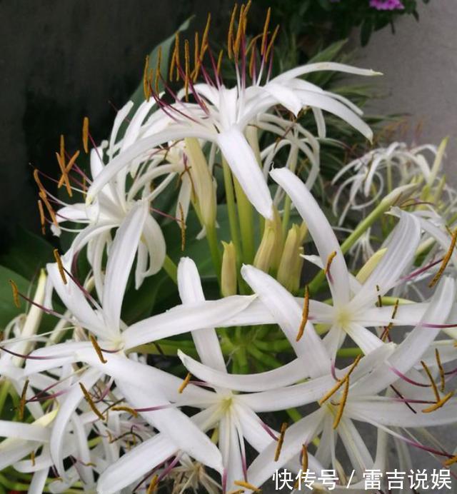 球根花卉文殊兰,比朱顶红好养,做好“几点”,夏季开爆香气十足