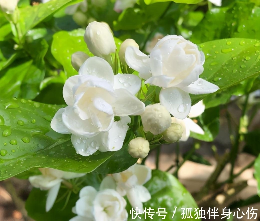 四喜|好养的花卉就是茉莉花,但是想要夏季开不停,要做好四喜一勤