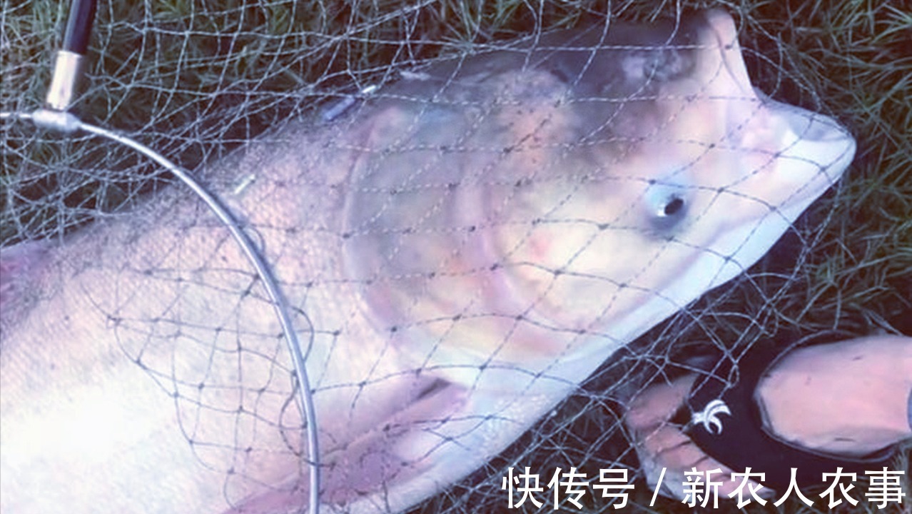 包头鱼|一米长40斤重，安徽一男子钓获“花鲢王”，网友：鱼头就够吃几顿