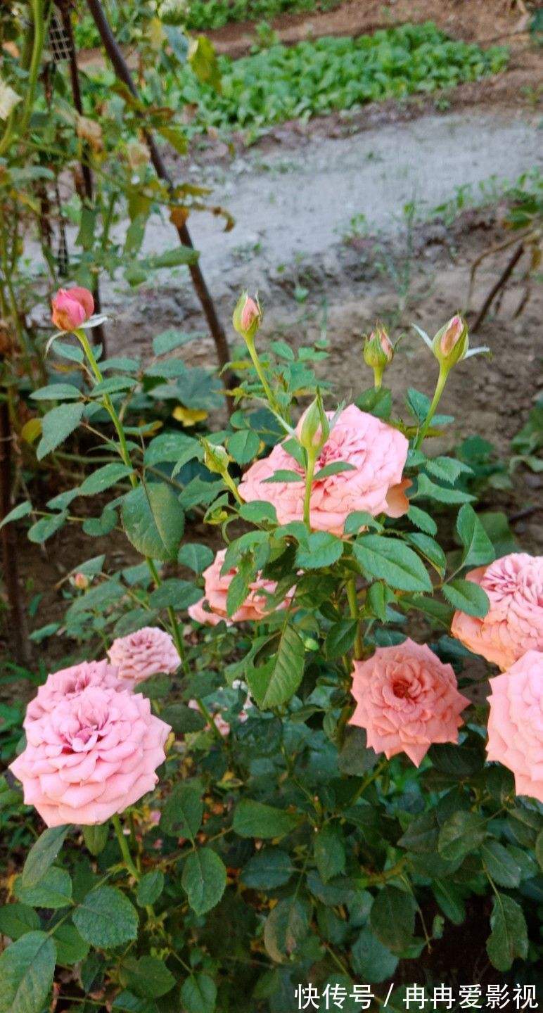 秋季养花大合集,30种花,你想要的我全有!