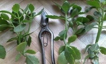 长寿花入室要“虐养”,“砍一刀”喂点水,“独苗”绽放层叠群花