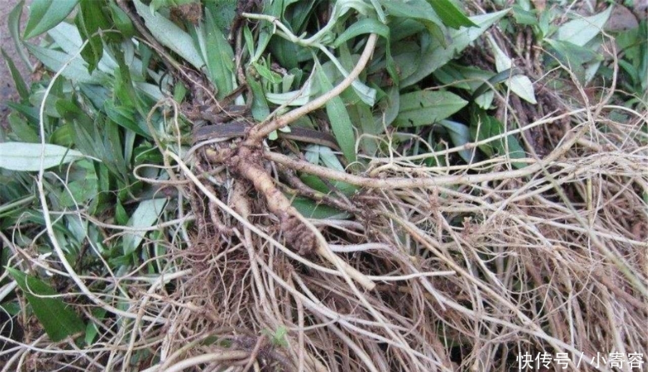 养肝护肝|患有肝病不用怕, 常吃这几样食物, 排毒养肝, 肝慢慢变好!