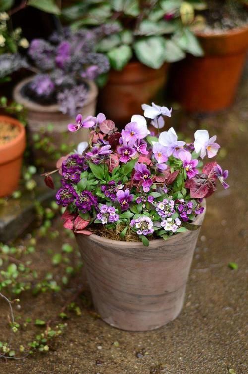 适合冬天养的花,养在家里,给寒冷的冬天增添色彩!