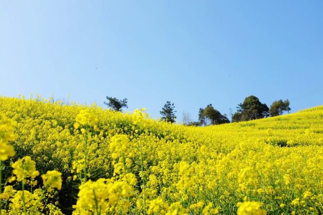 花季未了，＂黄色＂全汇总：从皖南到新疆，看那漫山遍野的油菜花