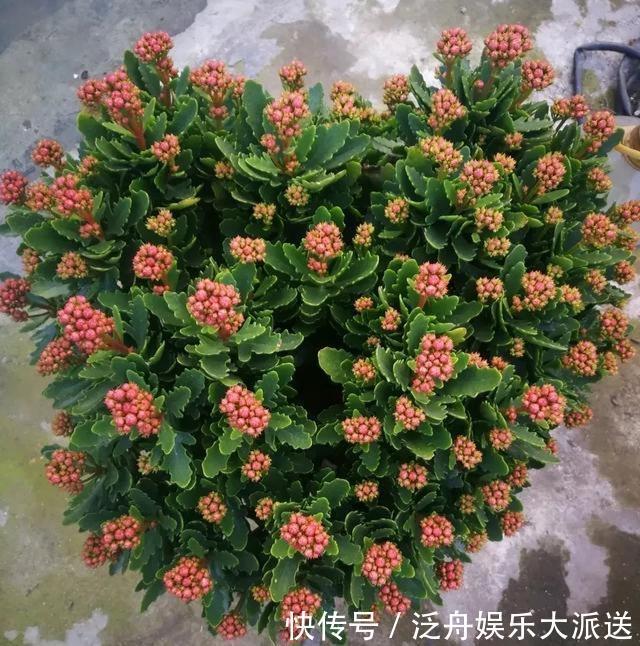 长寿花的花苞长得很少是怎么回事儿?注意这“4点”,让花苞满头