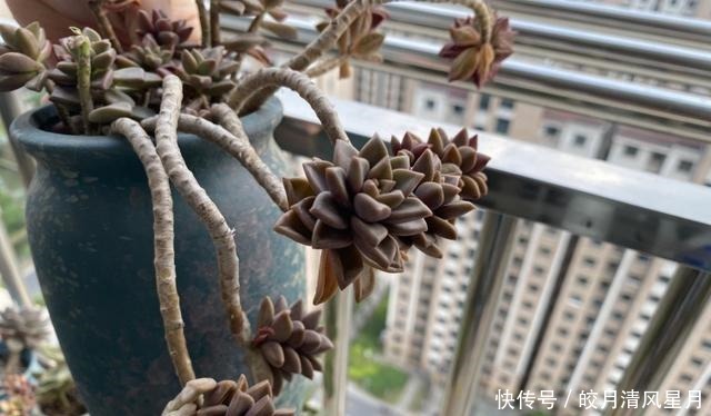 度夏|绿了也是心头肉,开始为度夏担忧!