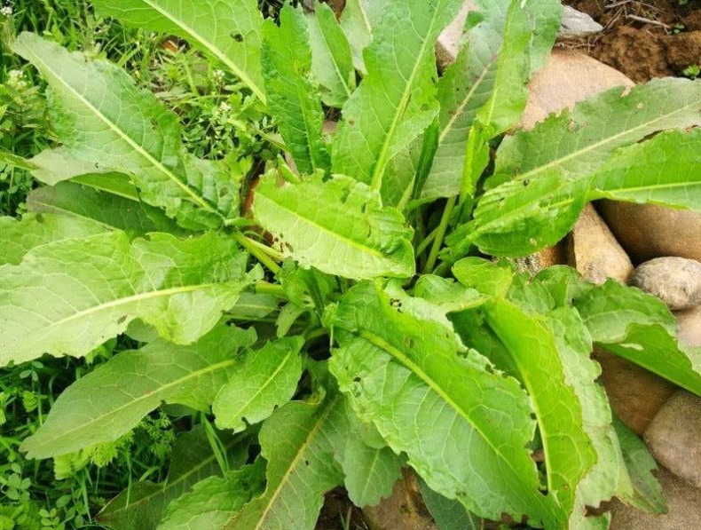 药用|1种野草叫牛舌头,好多人上山排队挖,竟然有大作用