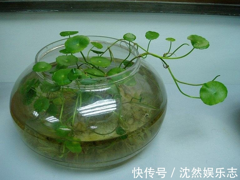 花花|夏天那些水培的花，可以往土里栽了，秋天坐等长爆盆！
