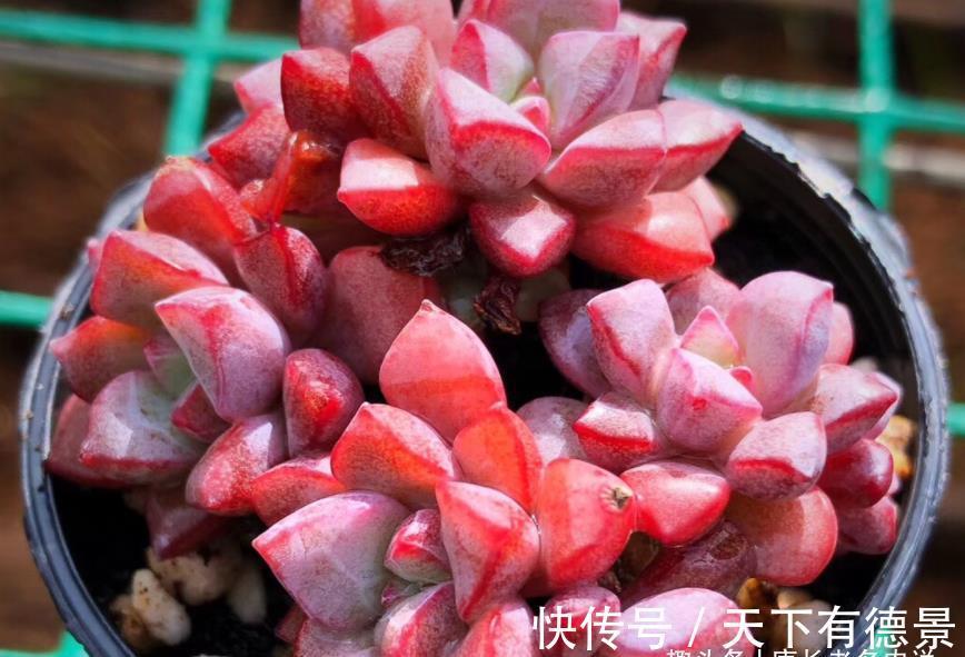 叶片|多肉蓝宝石小巧可爱,但怕晒又怕热,需要如此养护才能顺利度夏