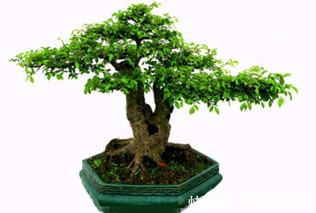 中国传统文化|阳台再小,也能养3种树,小盆就能养,个个都是“传家宝”