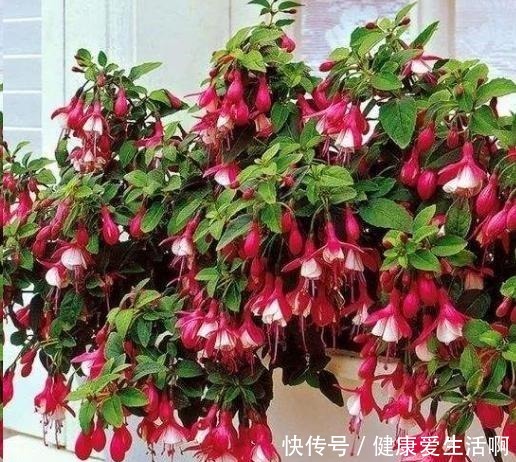 倒挂“大金钟”,开花“打灯笼”,花开365天,哪天换盆最合适!