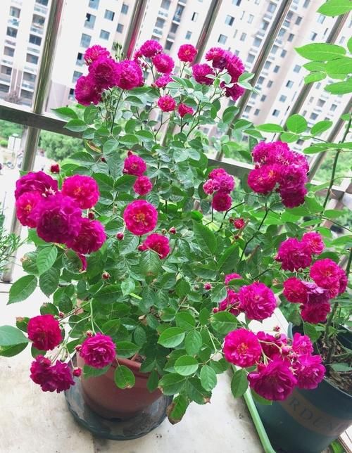 阳台养花，养棵“爆香紫”吧，打理简单，四季有花看，花香飘满屋