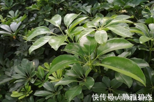 花友|养花常说的“散射光”是什么光哪些地方符合散射光要求！