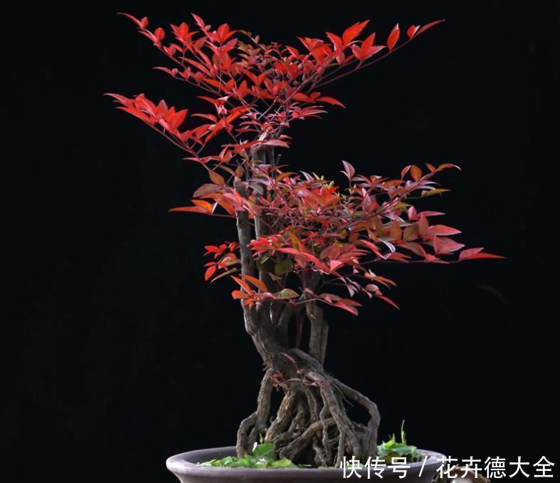 花农|南天竹怎么养?看花农解答,怎么养好南天竹!