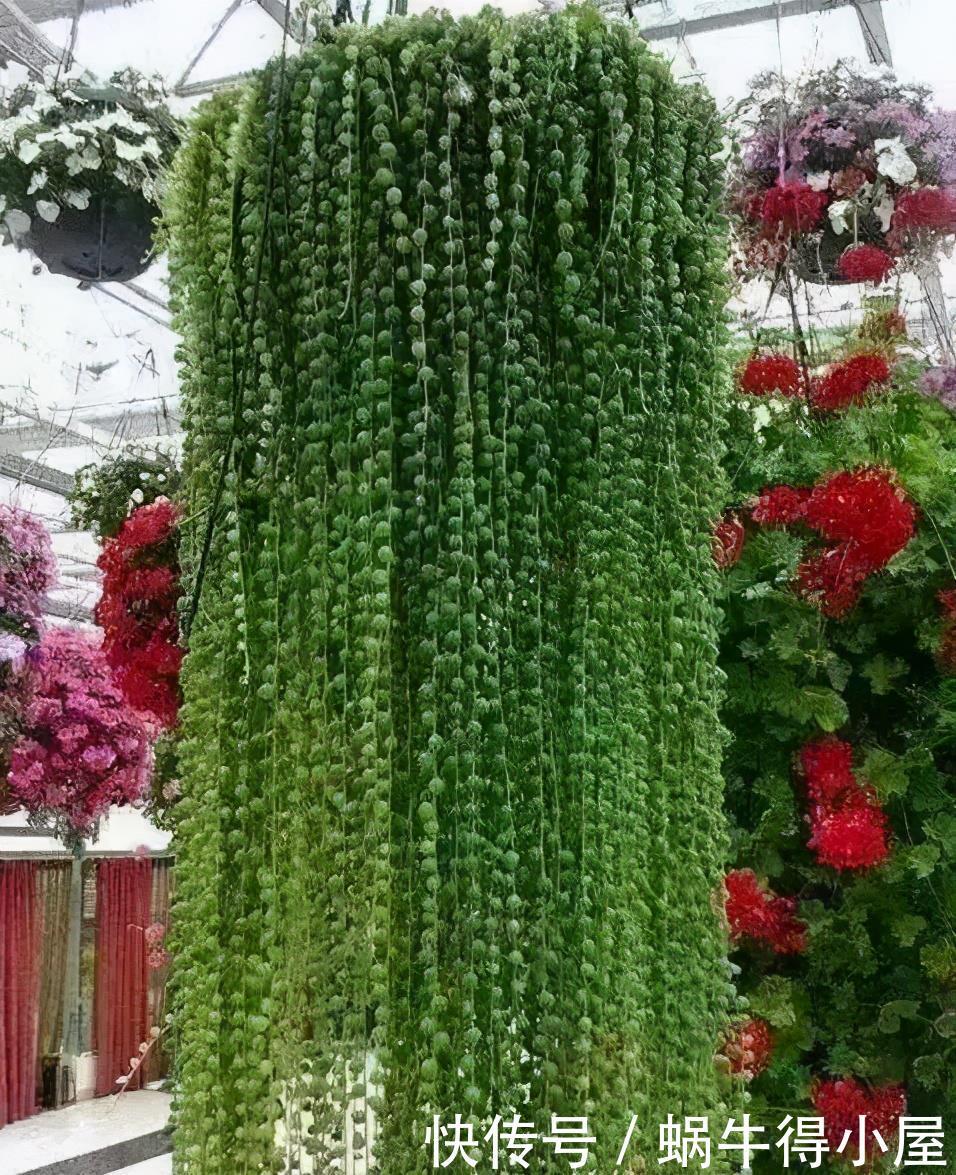 多肉植物|3种多肉不怕阴，北阳台摆几盆，清新可爱，生机勃勃