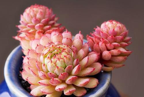 3种多肉长出状态绝美,养的人多少有人养好,你养过几种?