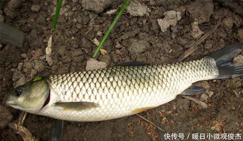 草鱼|夏季户外钓草鱼，早中晚各不同，把握习性才能连杆爆护