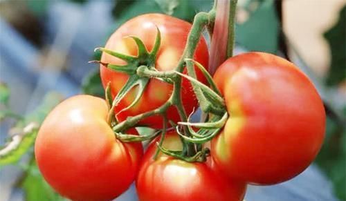 胡萝卜素|西红柿生吃好还是熟吃好?吃对更养生助长寿,你吃对了吗?