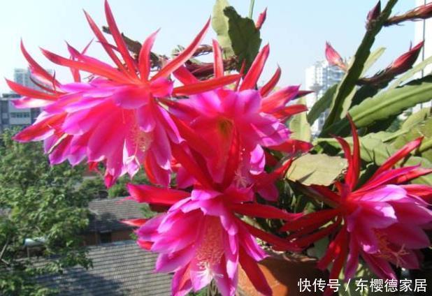 新手养花,就养花中精品,次次开花都爆盆,花大如碗!