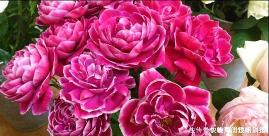 此花被称世界名花,漂亮不输牡丹,四季有花赏,是家庭盆栽佳品