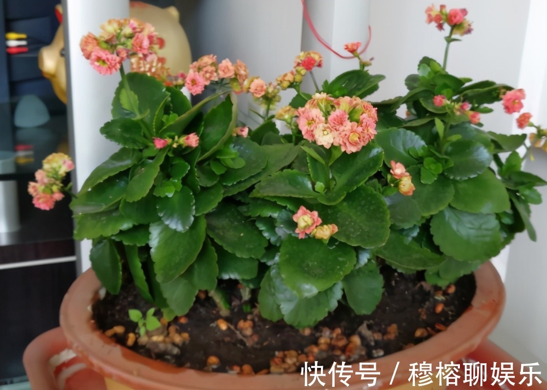 盆栽|养花养这3款,楼房阳台盆栽,微微看顾就能花开不断,惹人爱