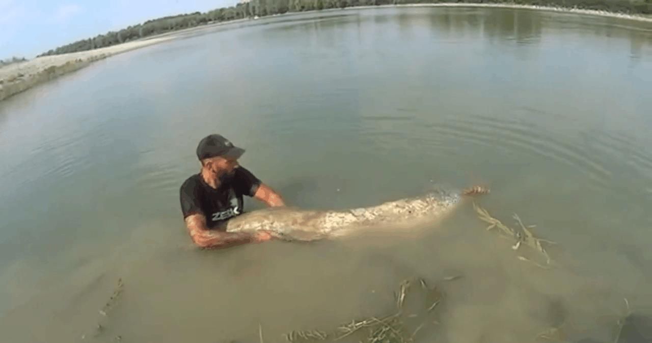 男子湖中钓起250斤重的巨型塘鲺, 拖起细看后果断放生