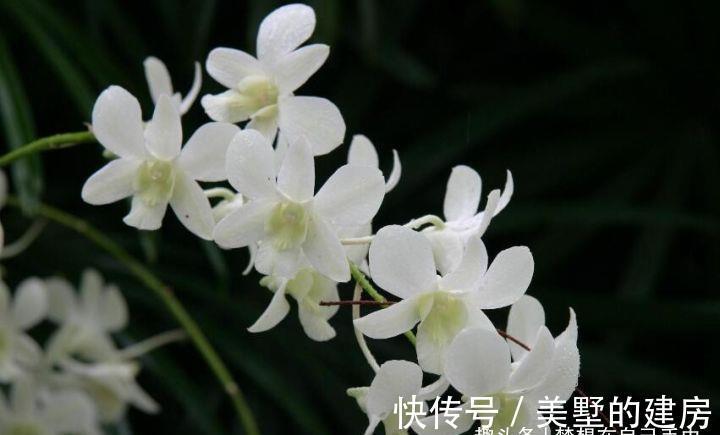 花花草草|原来花花草草也有这么多“雅称”