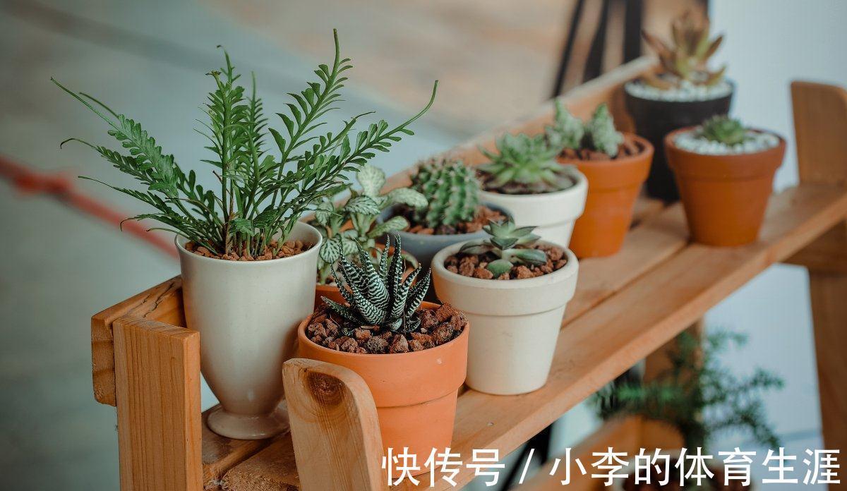 养多肉,盆栽不忽略这4点,茎叶就会发蔫、养不肥