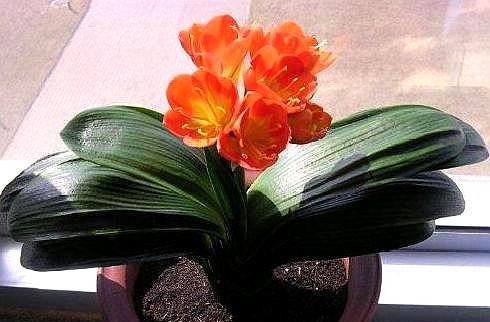 养君子兰不开花“年龄”到了,“冻”一下“热”一下,盆盆开爆