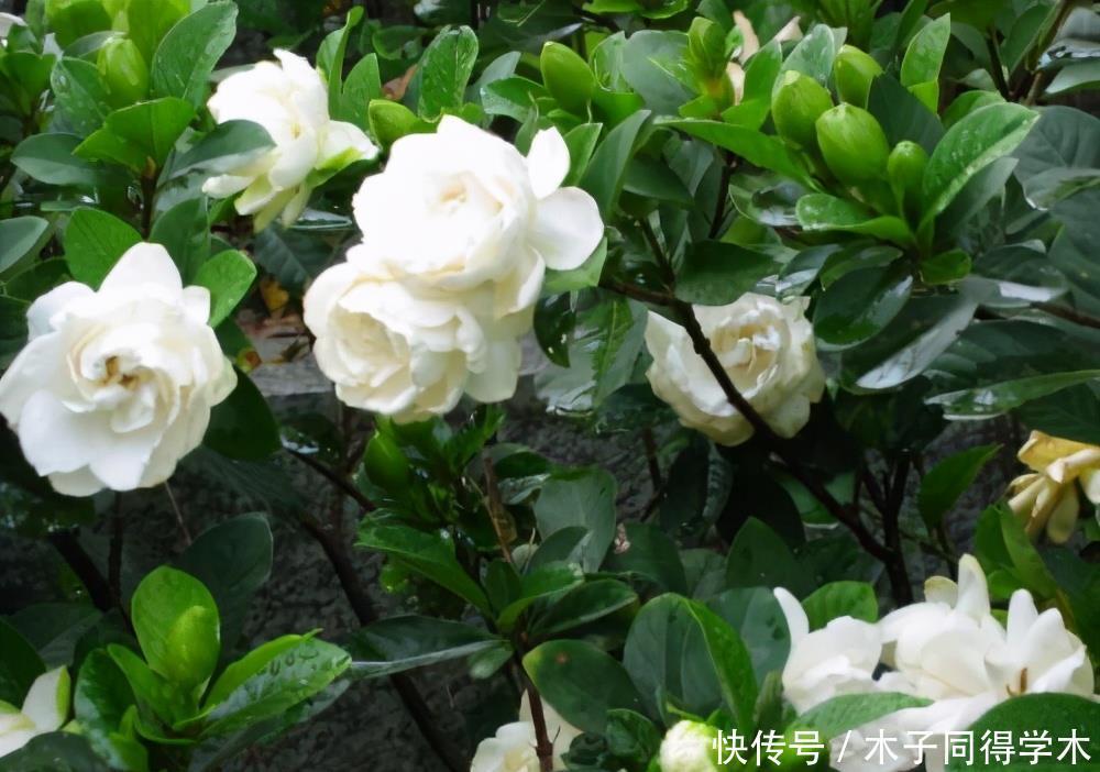 花朵|夏季养栀子花,做好3点,不黄叶不掉苞,花朵大又芳香