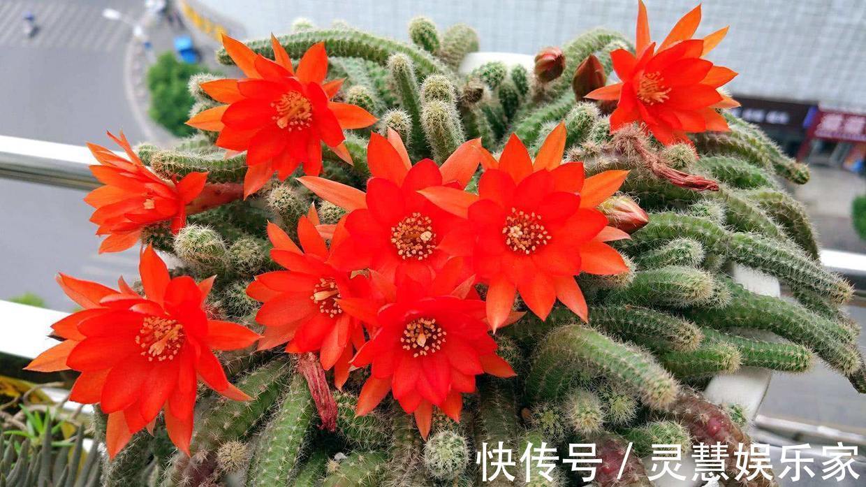 关键点|白檀仙人掌一折腾,呼呼爆崽,盆都快放不下!