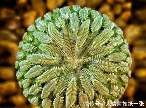 神“造”般的植物奇景,仿佛画作精品,小编已深深着迷!