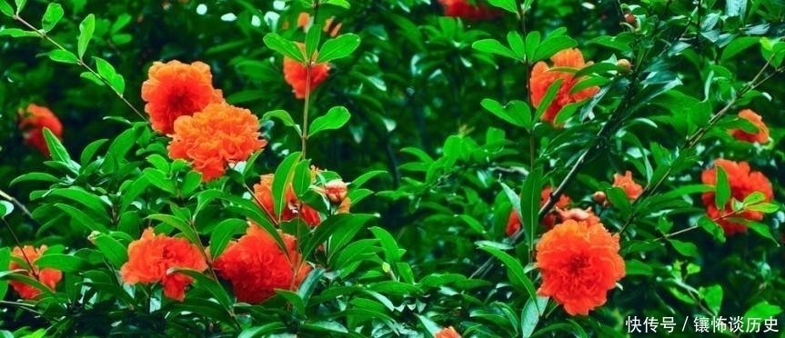 诗人#清风明月正宜人,足以慰风尘,七首唯美宋诗,忘却烦恼只留星辰