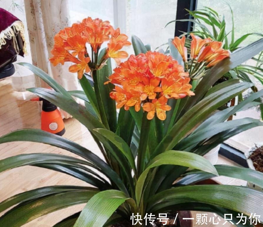 4个“因素”影响君子兰开花,如果操作不当,就会出现“夹箭”