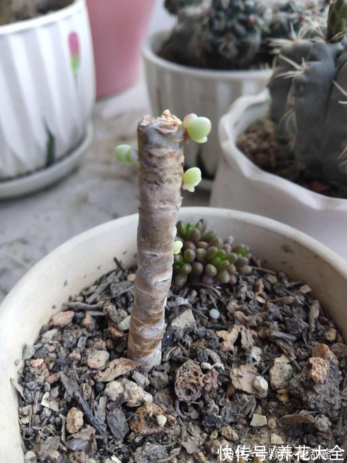 秋天|快死的花别丢掉,找对方法补救一下,还能重焕生机