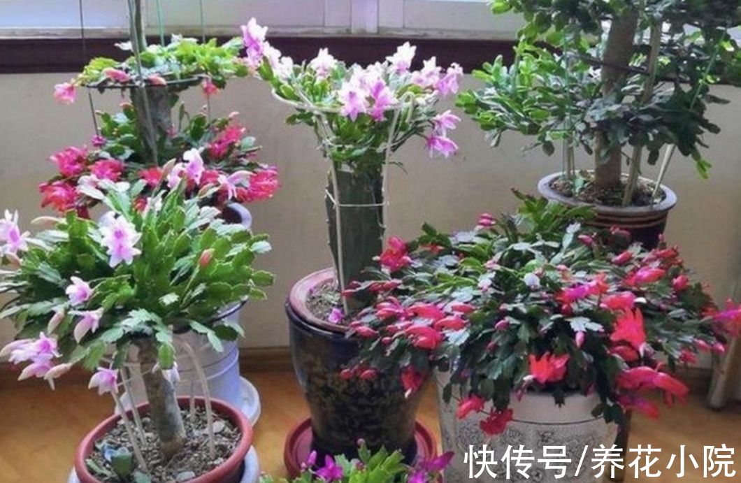 修剪|花友们都喜欢的“2种花”,比绿萝好养,开花又多又漂亮