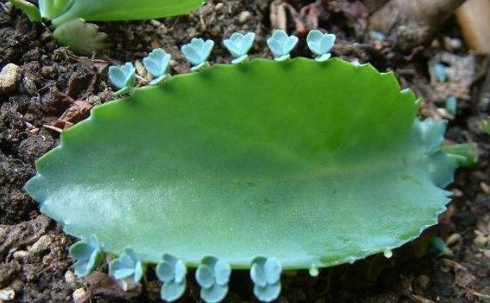 您家中可有盆栽这植物现在经济价值很高,值得你了解并重视