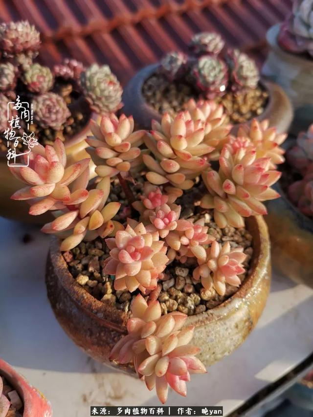 养多肉近四年，一路的走来，阳光总在风雨后！