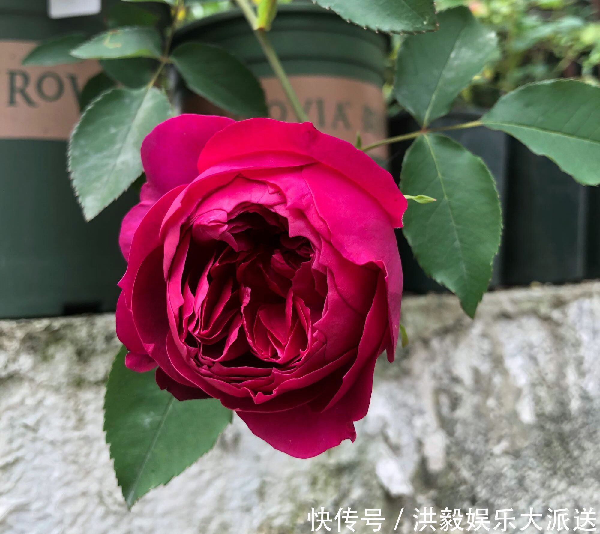 盲芽|月季扦插的弱苗怎样养壮实营养是关键,光照不能少,养根是基本