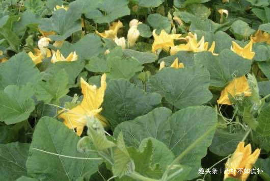 营养价值|以前被农村人“嫌弃”,殊不知其营养价值,现在却被当成“宝贝”