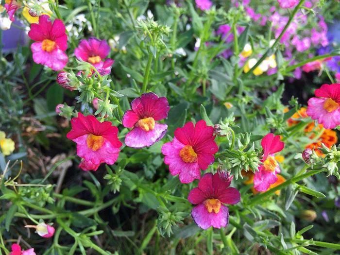 植物|这几种花开花太勤了,想要天天有花赏,选它们没错