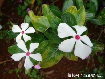 爆盆|晒不死的花卉,夏季“王者”,越晒越能爆盆的盆栽!